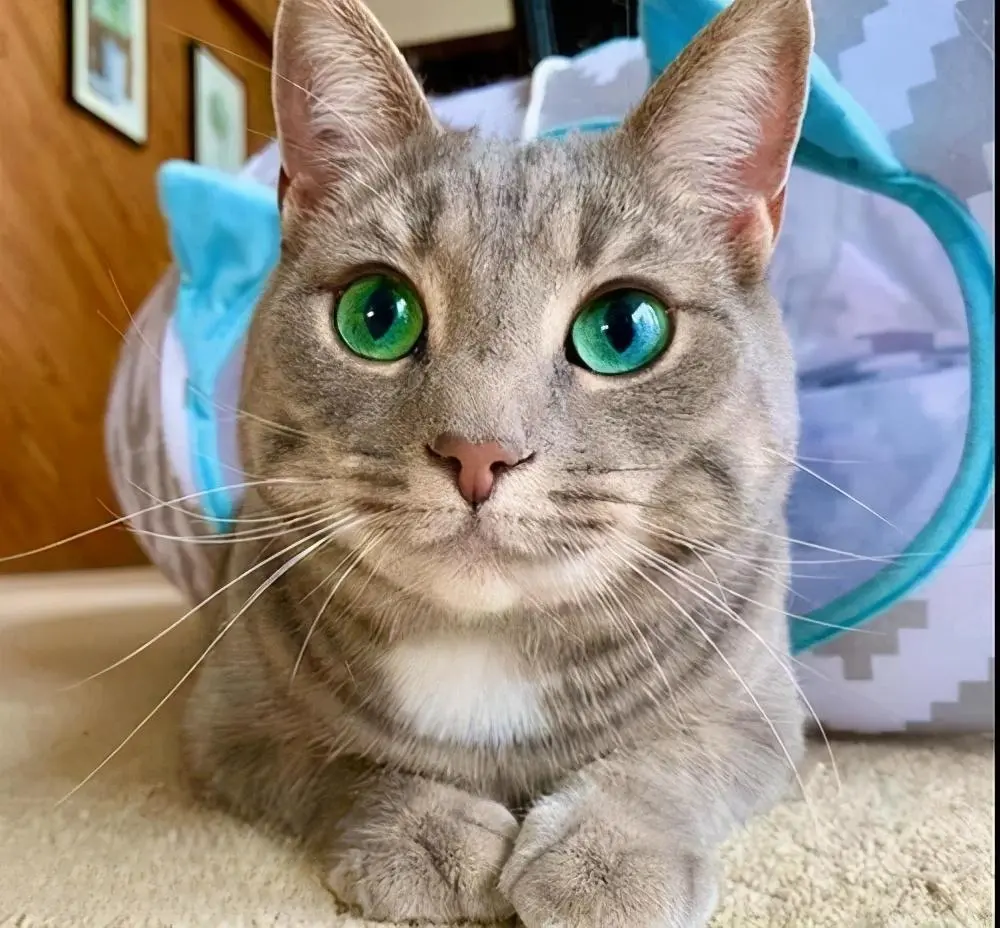 猫咪冷知识：为何猫眼有那么多颜色呢？而且每种颜色都挺好看的