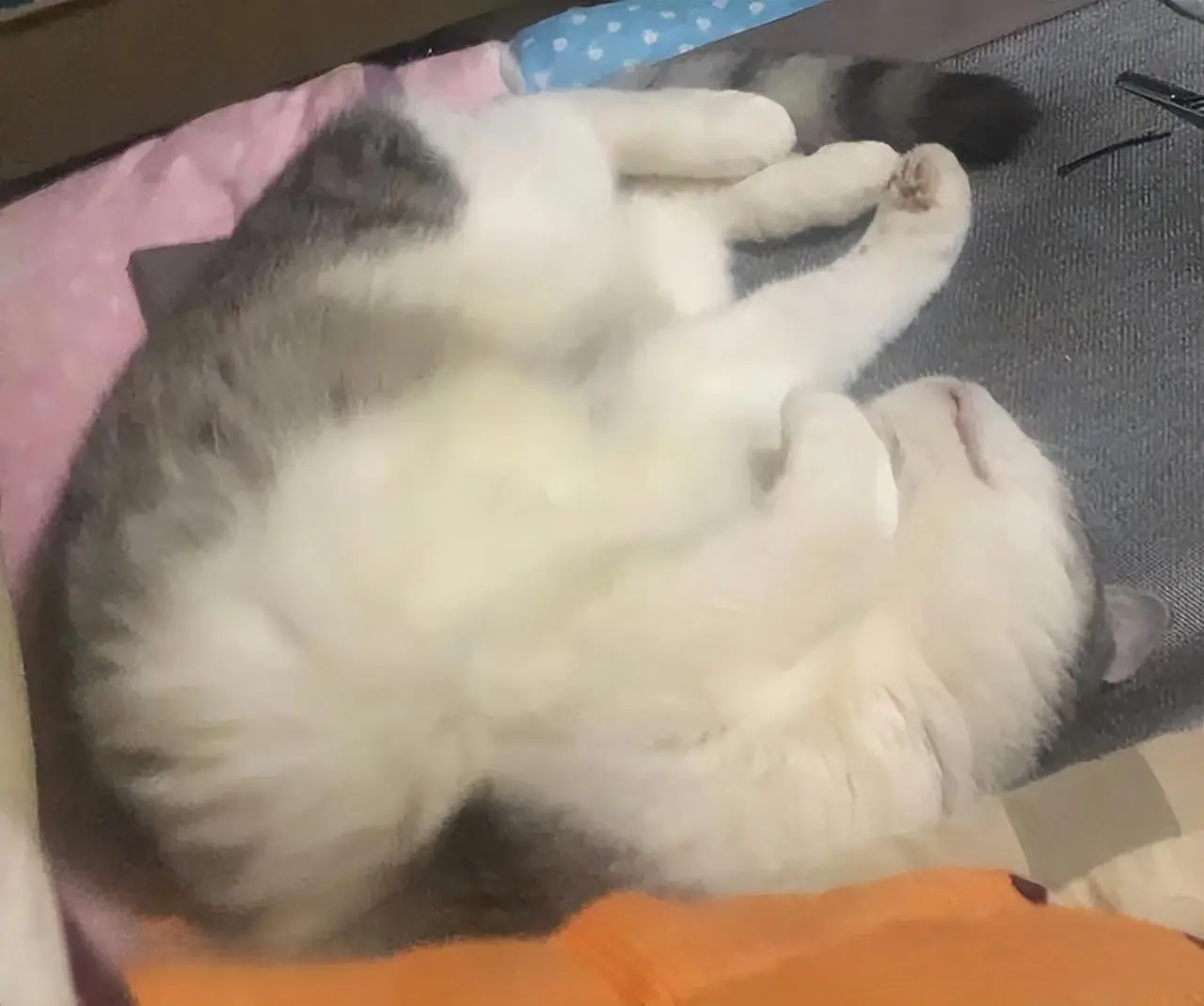猫咪睡觉能有多萌？