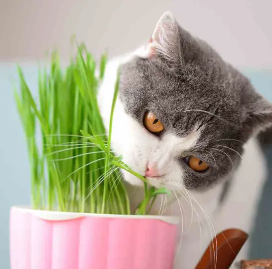 猫咪自己找“叶子”或者“草”吃，主人要引起重视