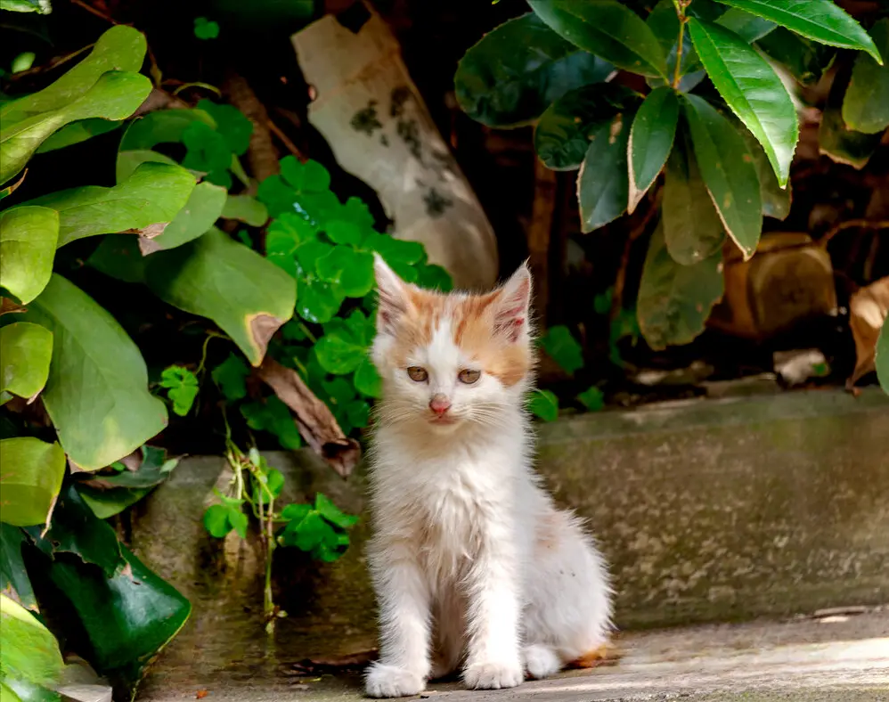 猫咪是怎么“分辨”哪个是它的主人？答案让你万万没想到