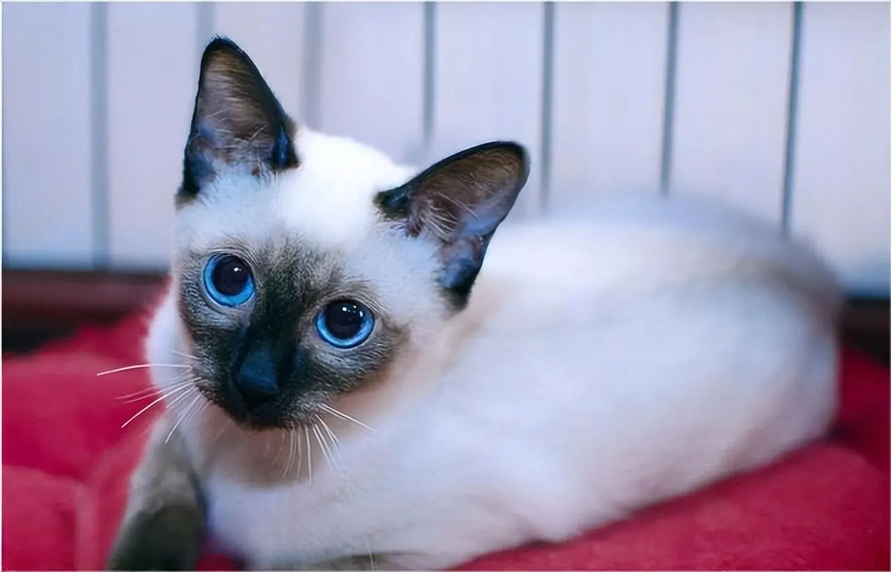 暹罗猫为什么越来越受欢迎？有这6个原因，网友：养了才知道“真香”