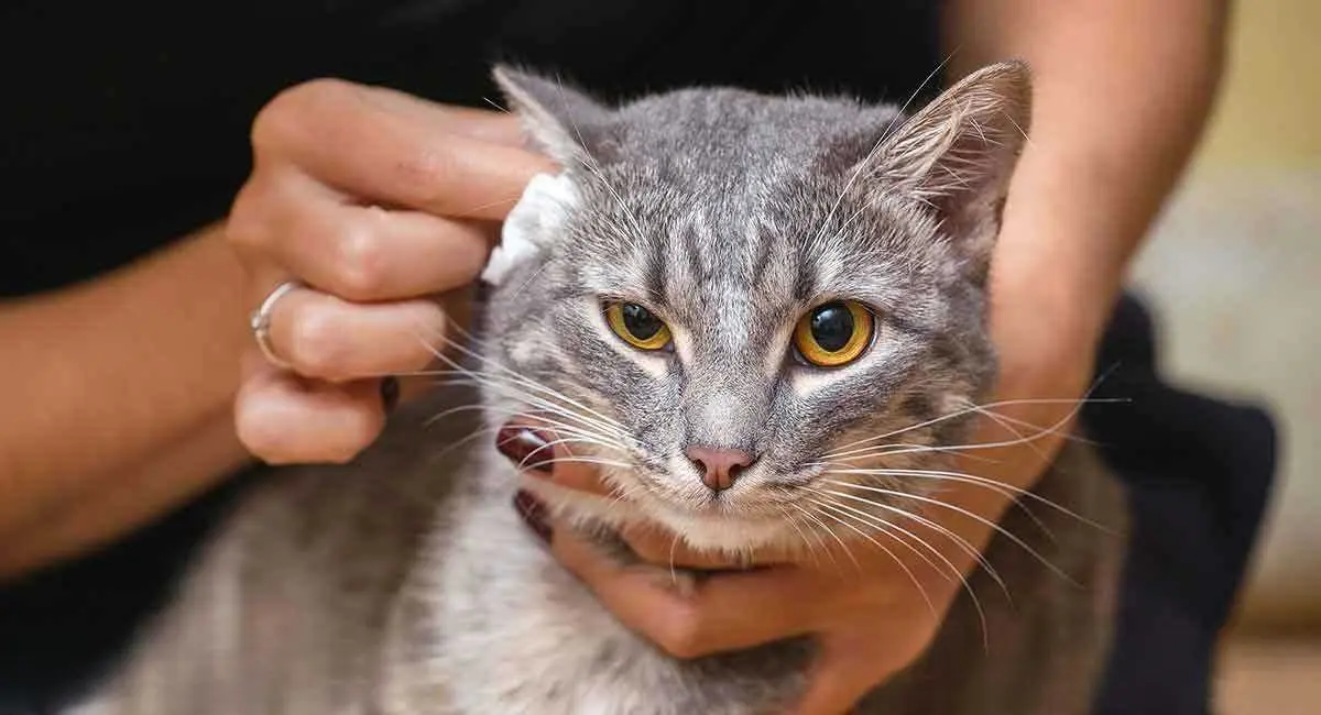 你家宝贝猫咪患了“耳螨”？用这几招，轻松帮你解决