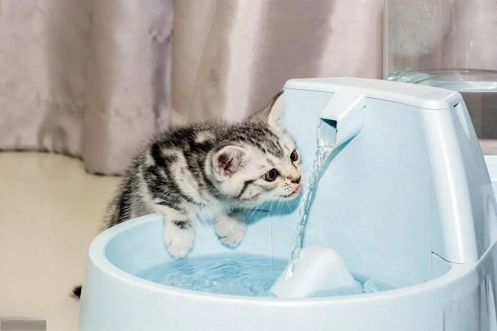 如果你家猫咪，突然大量地喝水，那你就要注意了