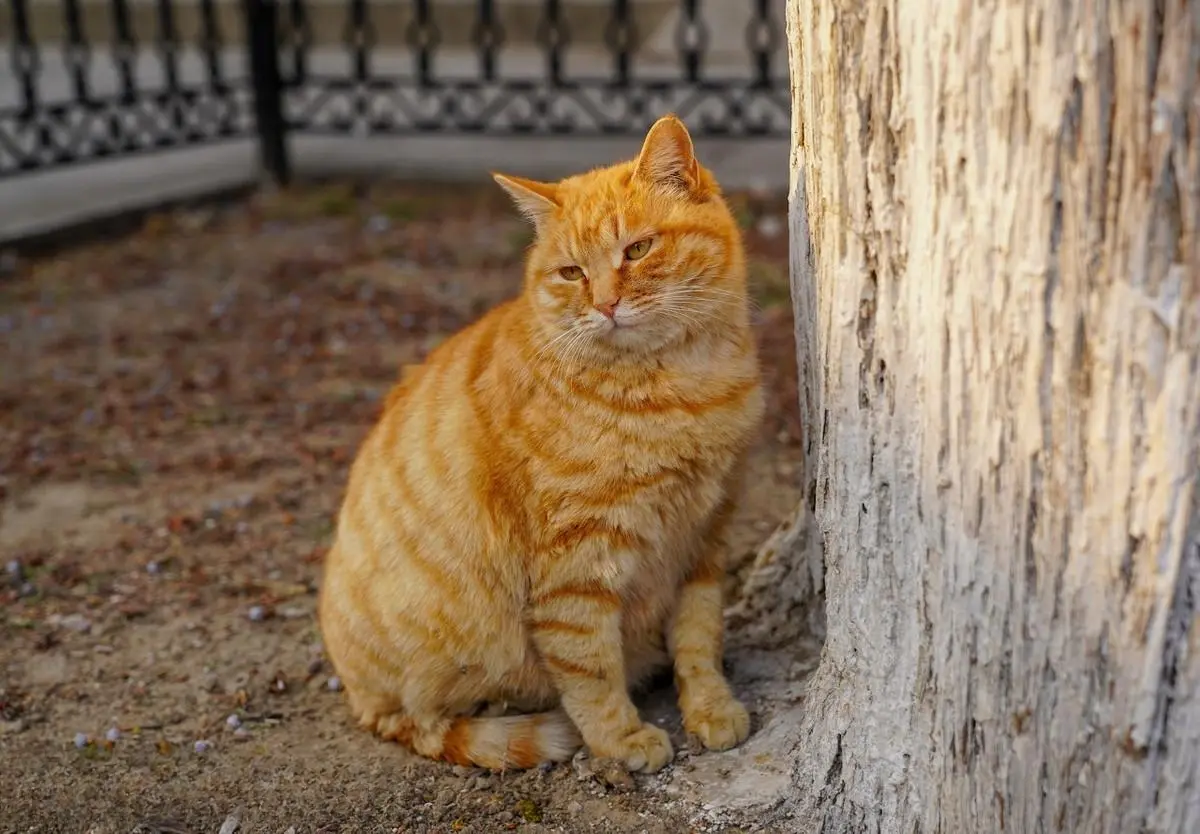 不养“大橘猫”的五大原因，在饲养大橘猫之前一定要知道
