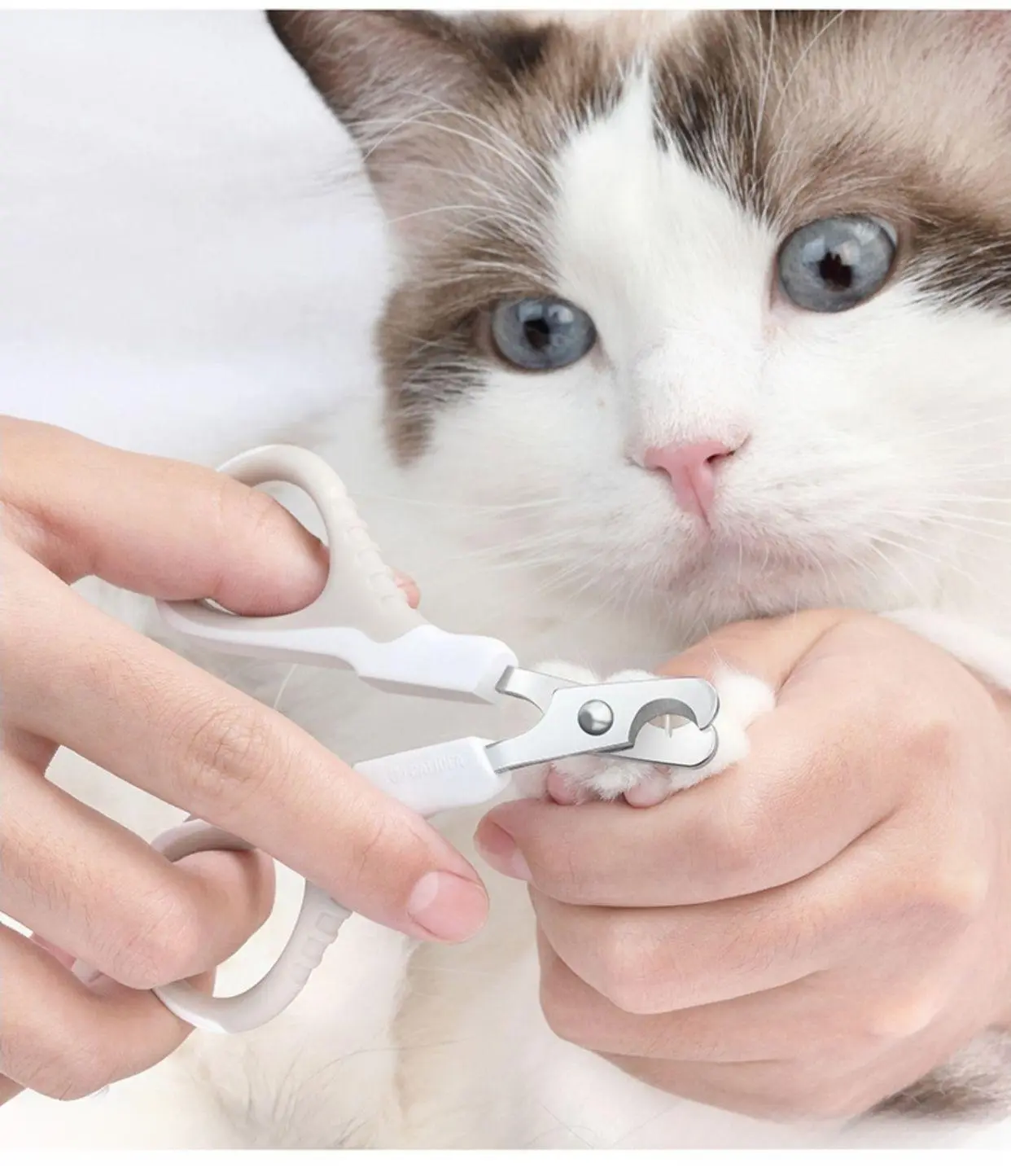 猫指甲到底剪不剪？