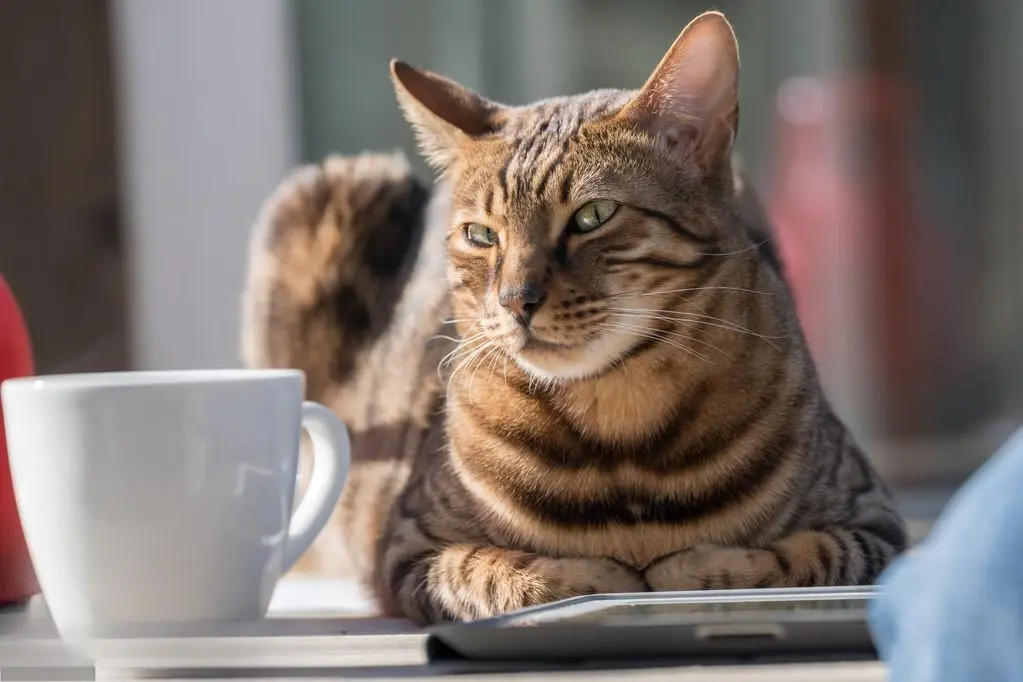 大揭秘：为何猫咪喜欢偷喝主人杯子的水？答案来了
