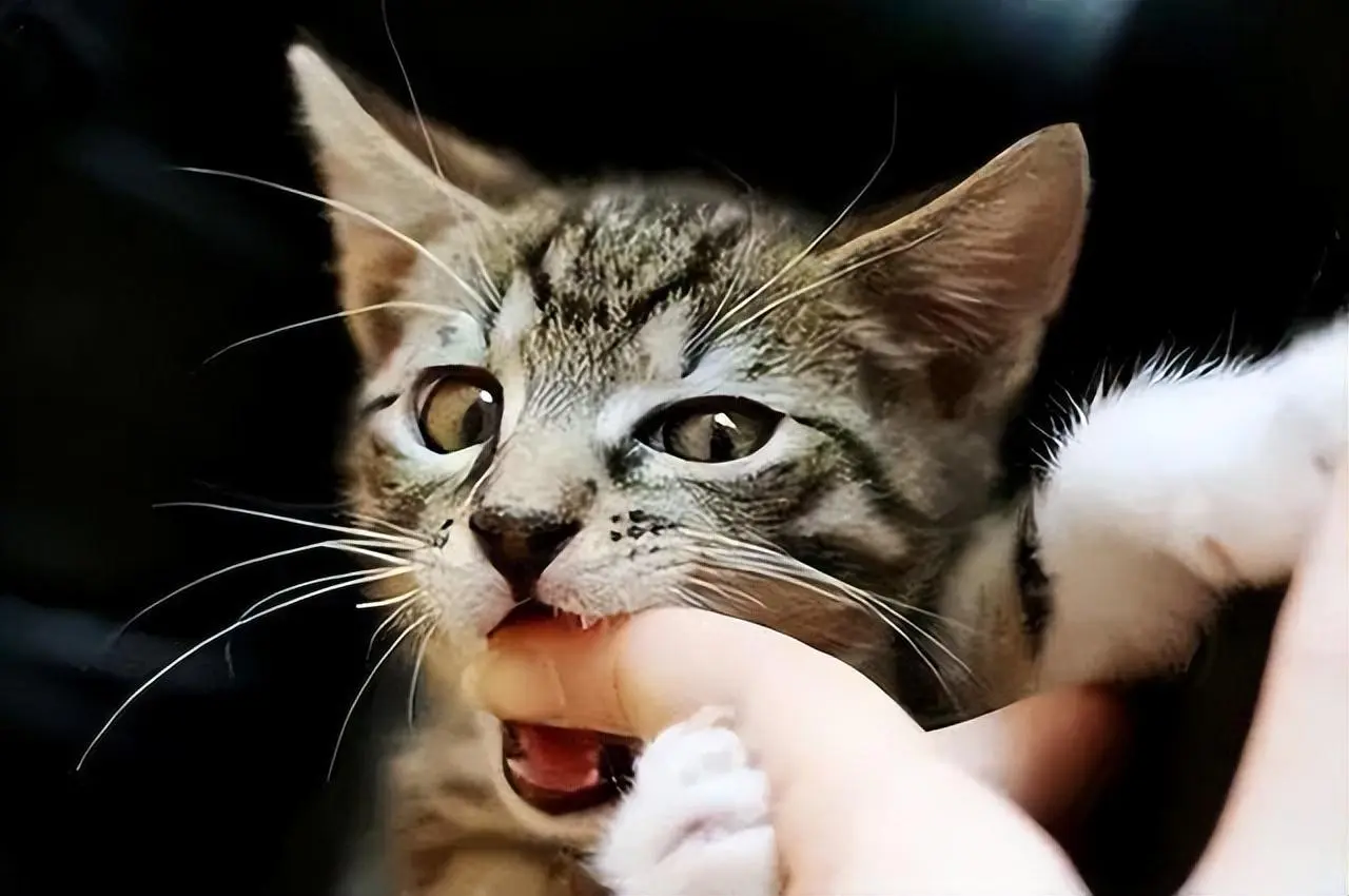 猫咪轻咬你有这6个原因，不是在跟你玩，而是在“查岗”