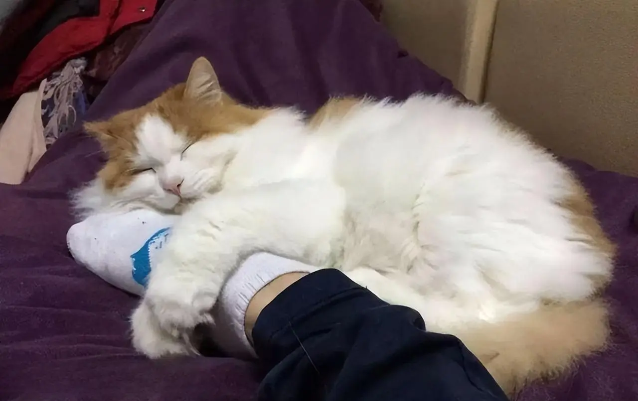 猫咪总爱靠着主人睡，不是表达爱意，而是有这6种含义