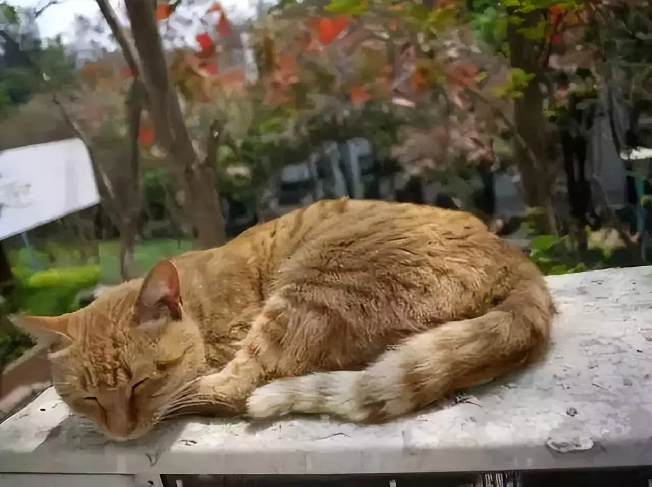 猫咪睡姿大赏：什么睡姿就代表什么心情，你家猫睡姿是哪种？