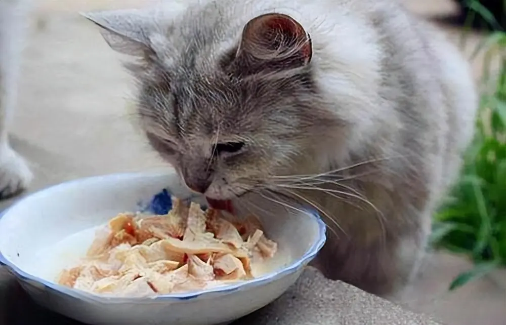 干货！这几种营养美味的“人类食物”猫咪也能吃！
