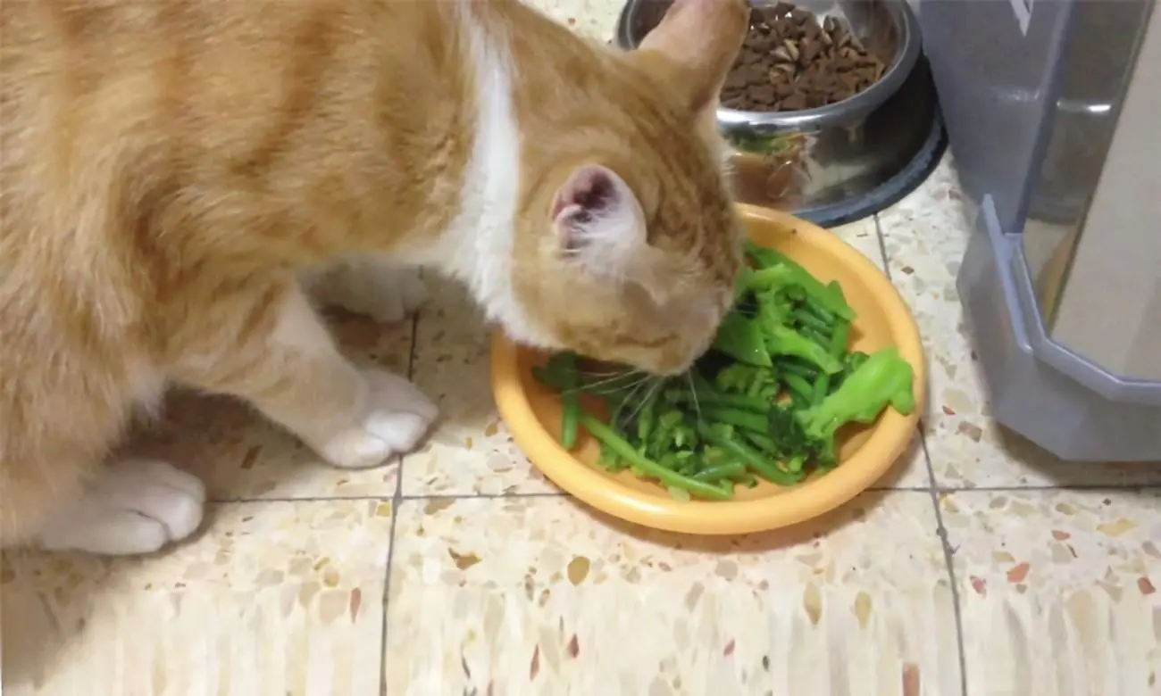 干货！这几种营养美味的“人类食物”猫咪也能吃！