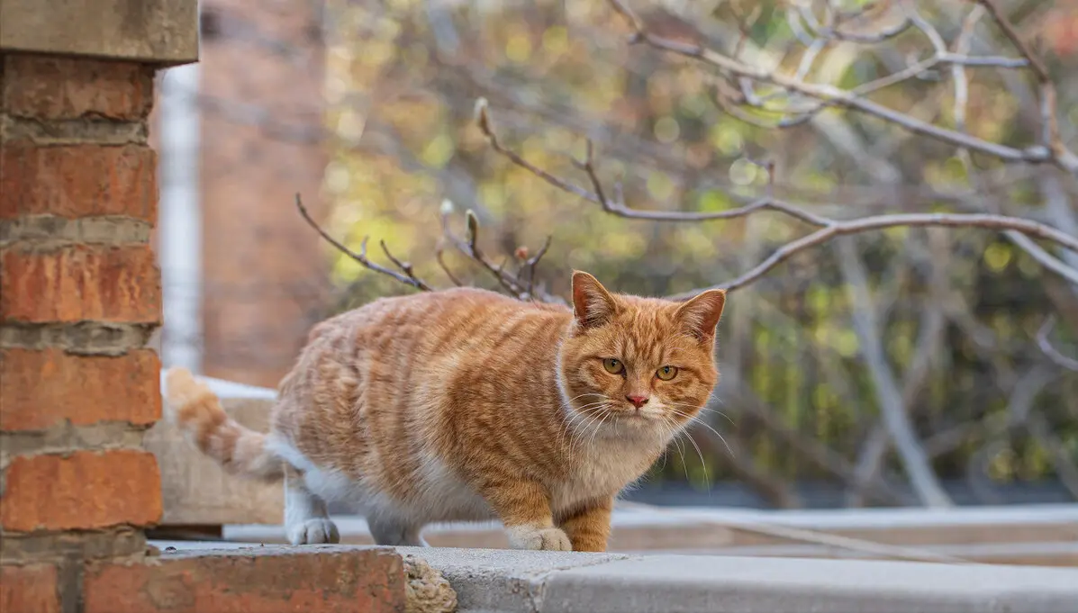 为啥橘猫更受欢迎，因为它有这七大好处，养一只真不亏