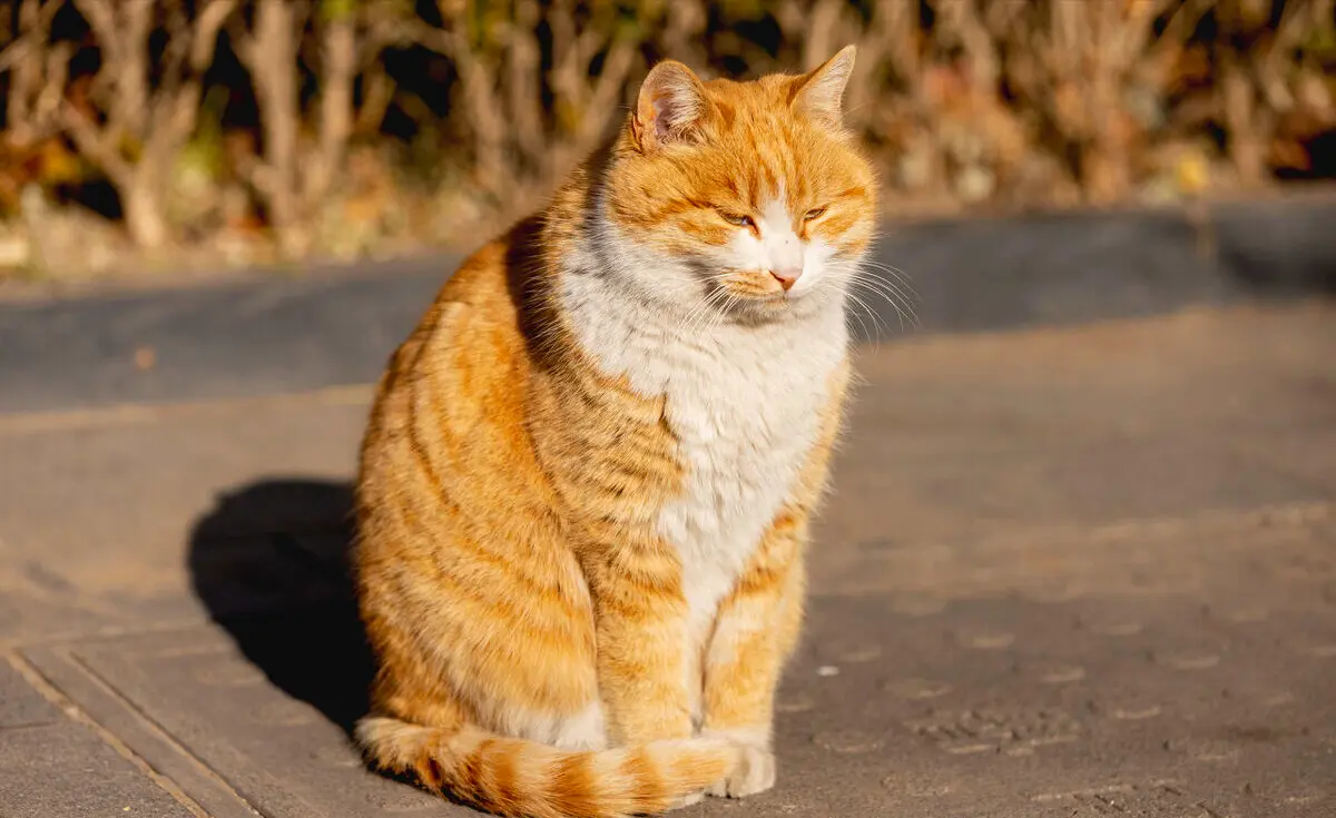 为啥橘猫更受欢迎，因为它有这七大好处，养一只真不亏