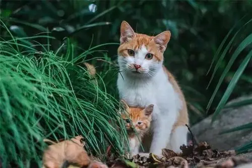 小猫和猫父母分开，多年后相遇，小猫还会记得自己的父母吗？