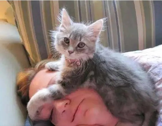 猫咪为什么喜欢靠着主人睡觉了，不仅仅是因为爱你哦