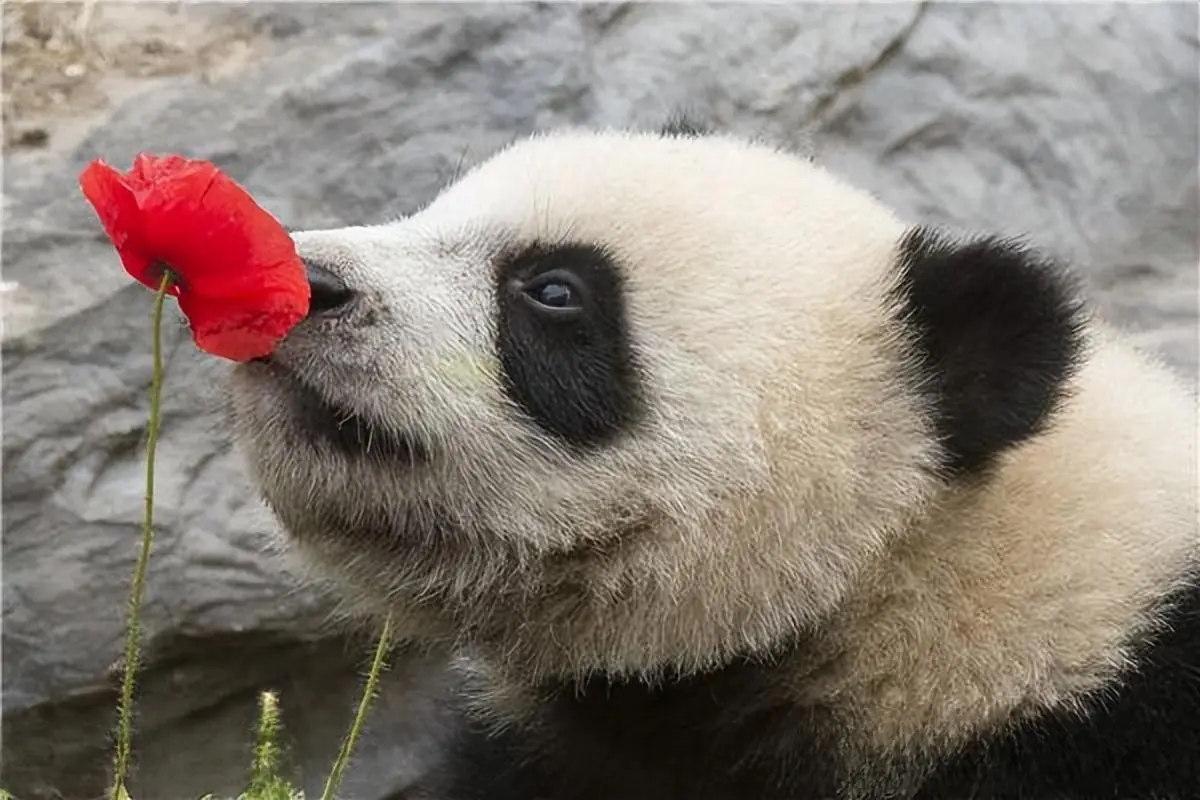 国宝墩墩大熊猫能有多萌？同样也是一种非常搞笑的生物