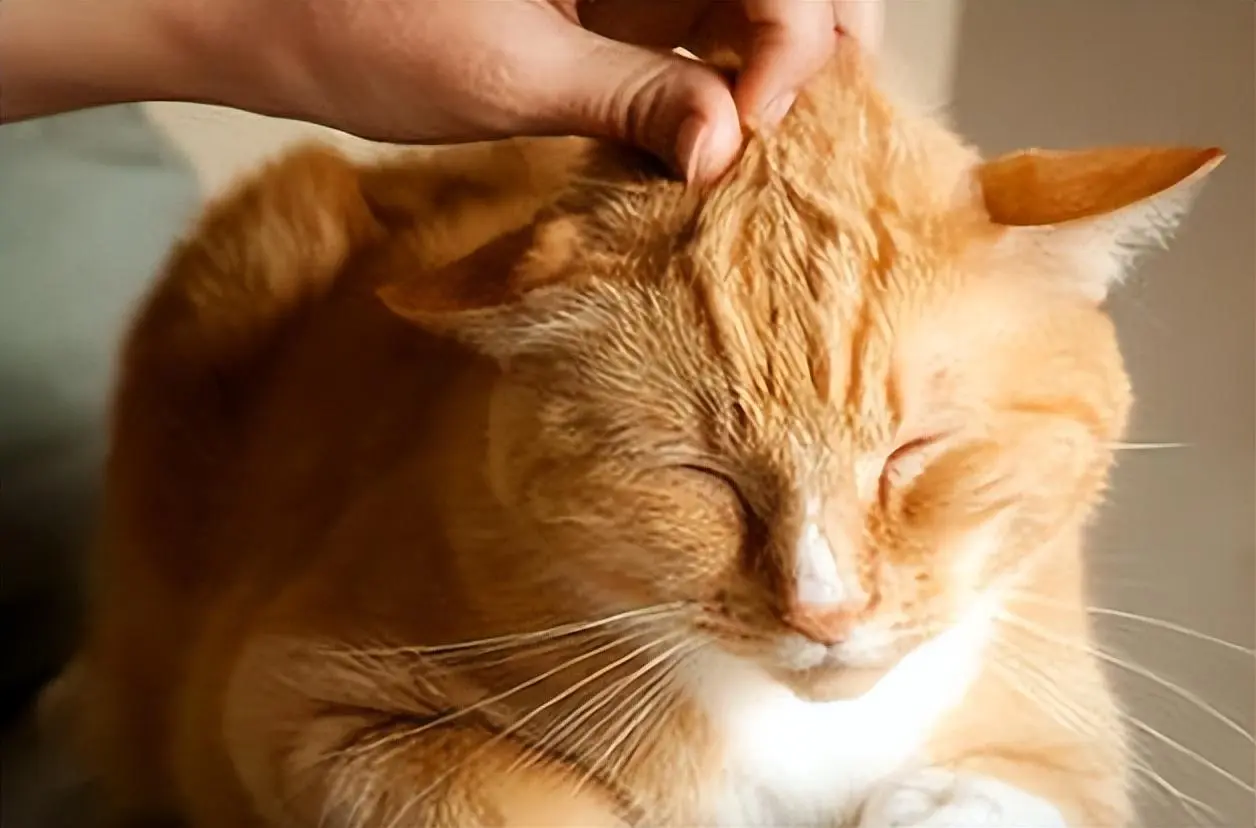 猫咪为什么喜欢被摸头？竟然是这些原因