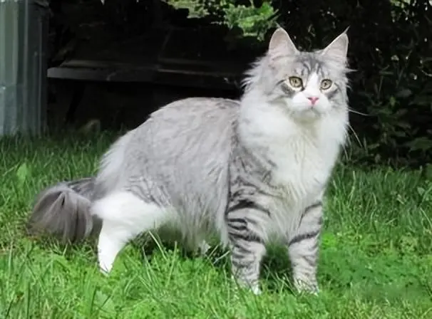 仙气飘飘的“挪威森林猫”，气质优雅，回头率极高