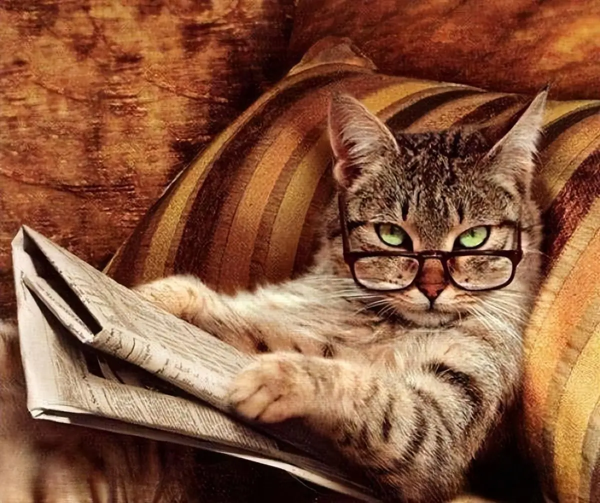 猫界智商排行榜之最聪明和最笨的猫，有你养的猫吗？