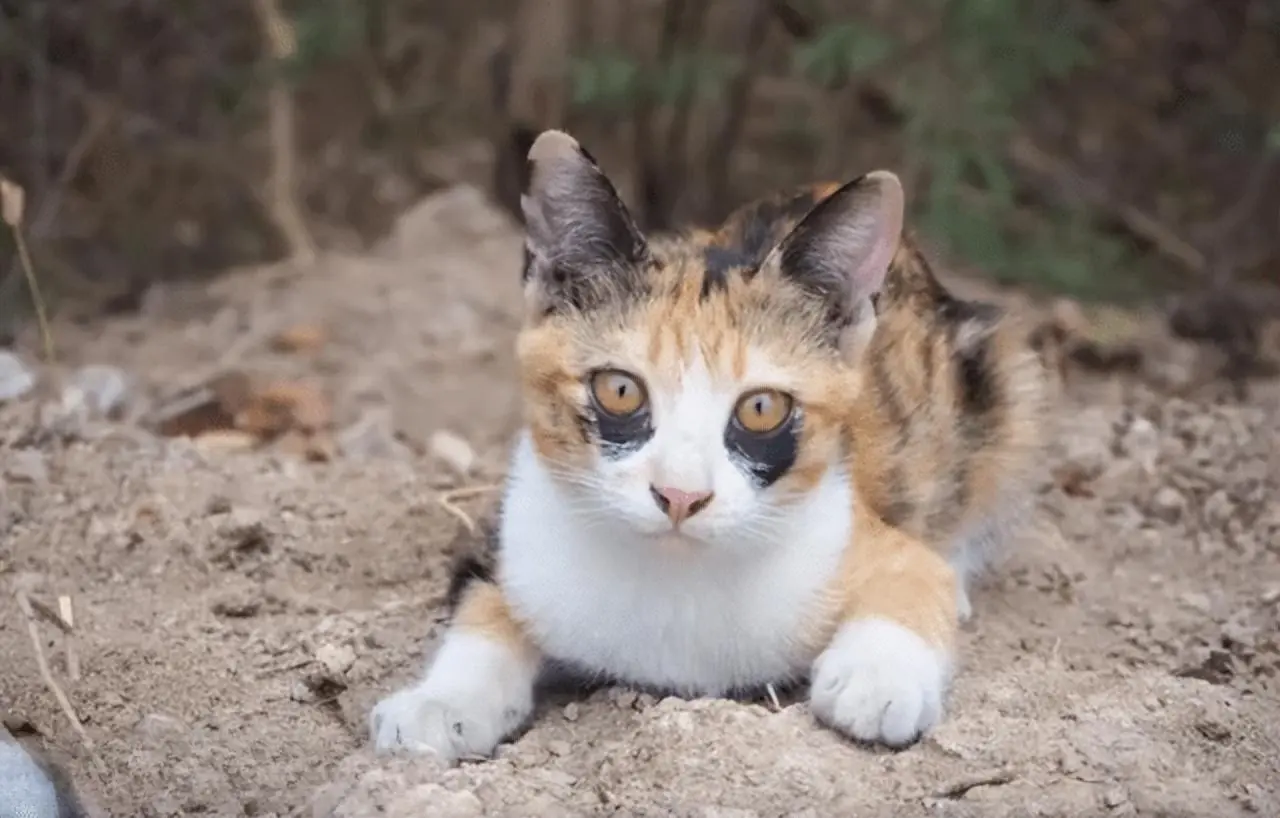 三花猫的7个“优缺点”，你能接受它吗？