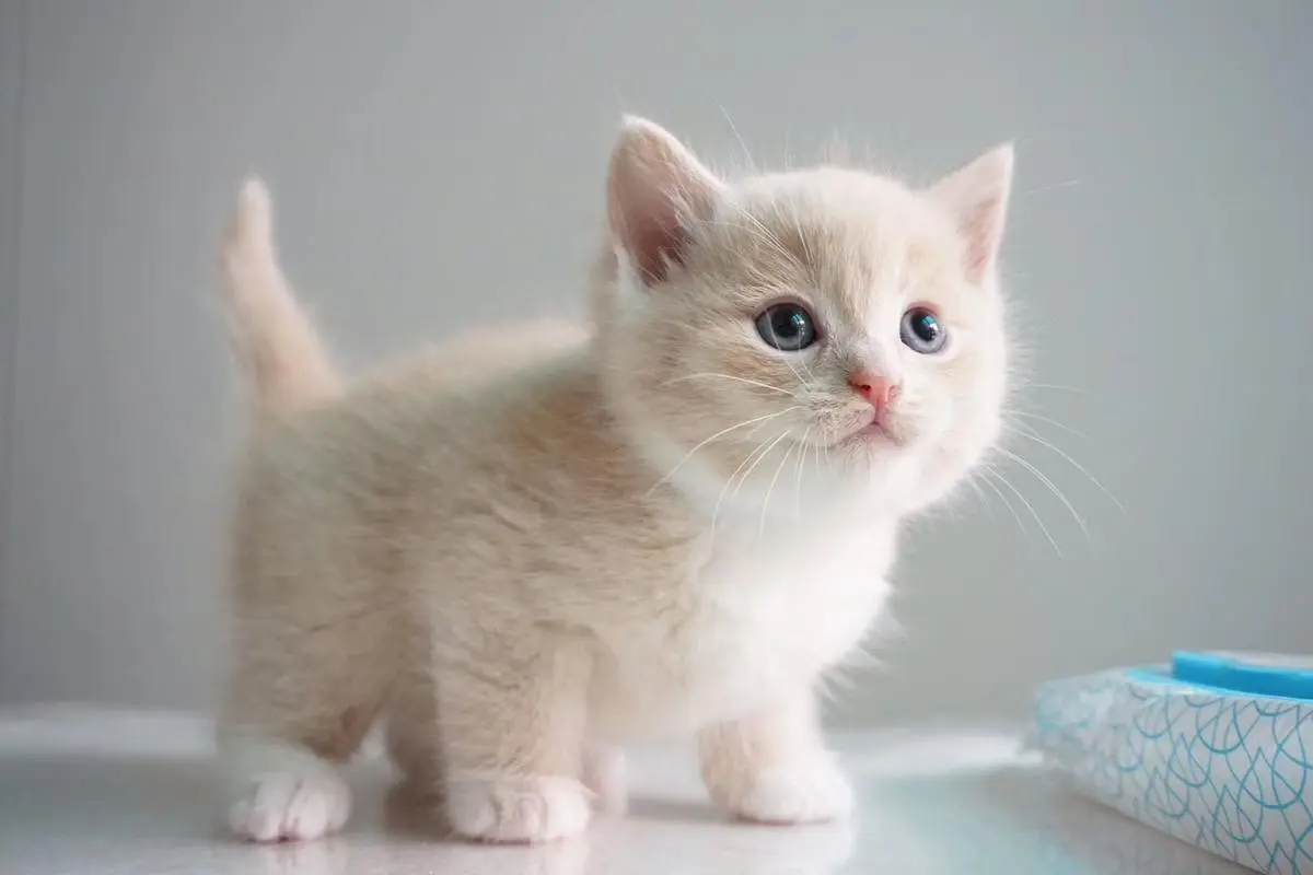 6种常见的英短猫颜色，你喜欢哪一款？