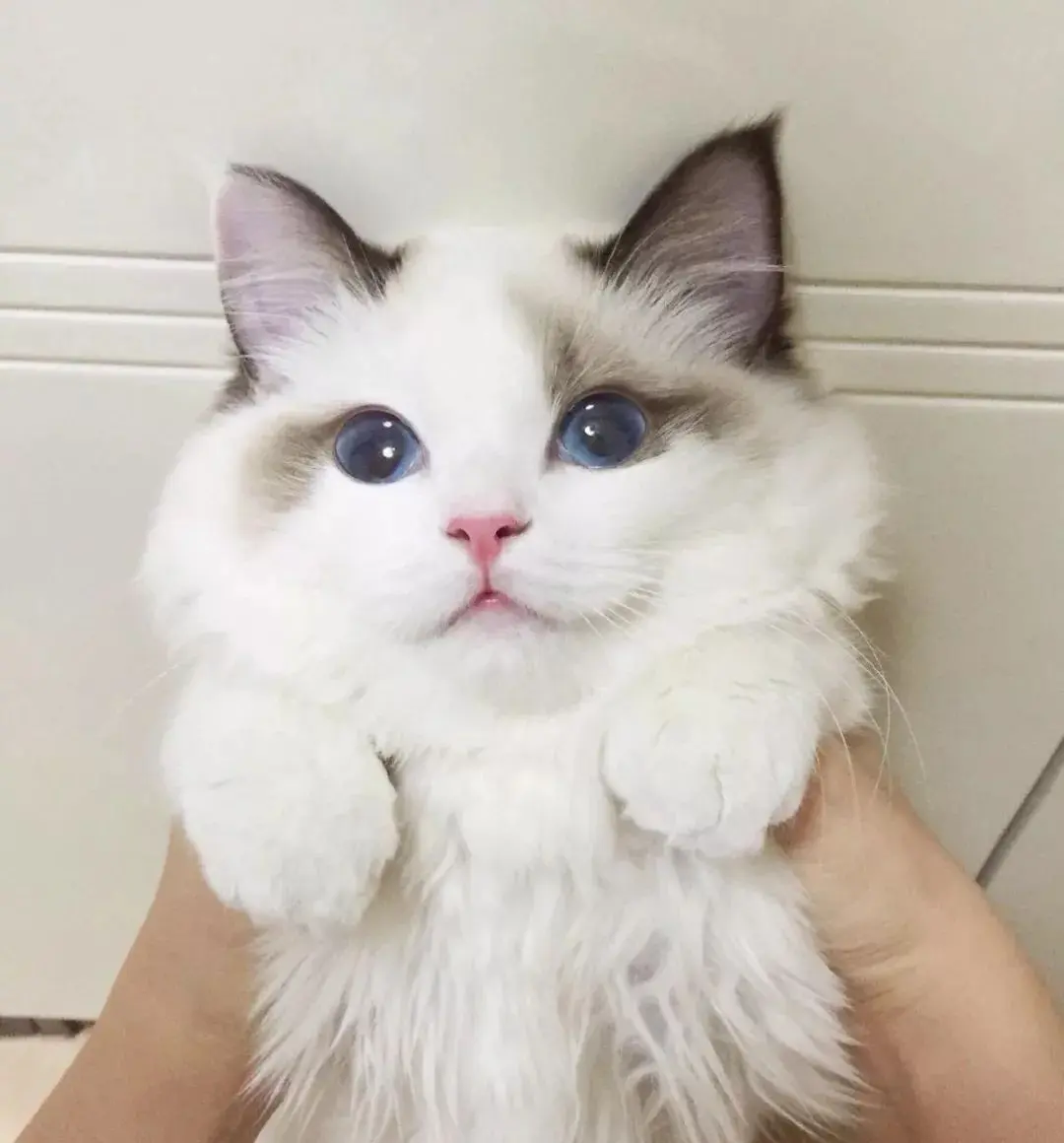 布偶猫的耳朵是白色的，很少见！品相是不是不好？