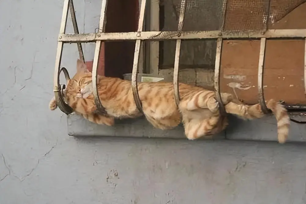 大型猫咪睡姿鉴赏现场：睡在杯子里上，挂在窗台上，就不能睡出点猫样吗
