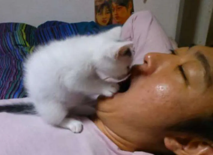 猫咪为什么爱舔人呢？是你舔起来“味道好”？
