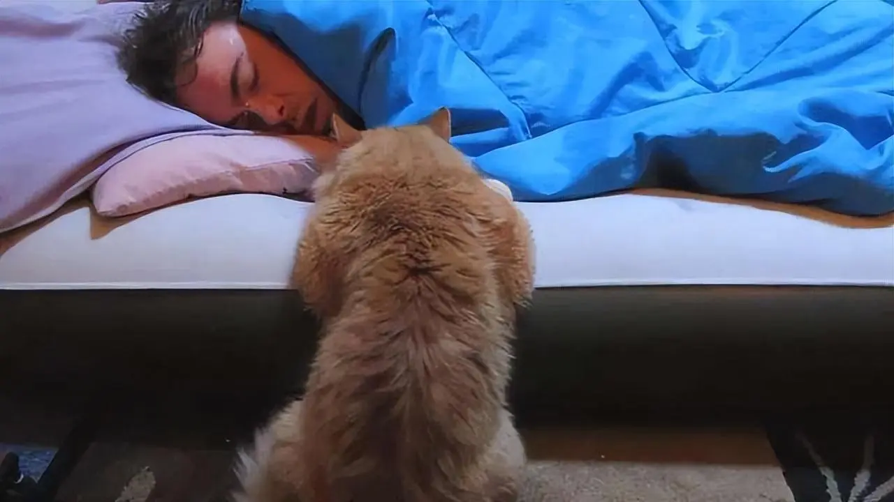 当主人趴着睡的时候，在猫咪眼中，是什么意思呢？