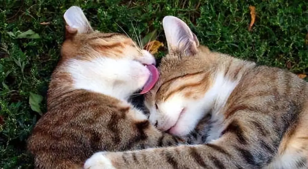 猫咪为什么爱舔人呢？是你舔起来“味道好”？