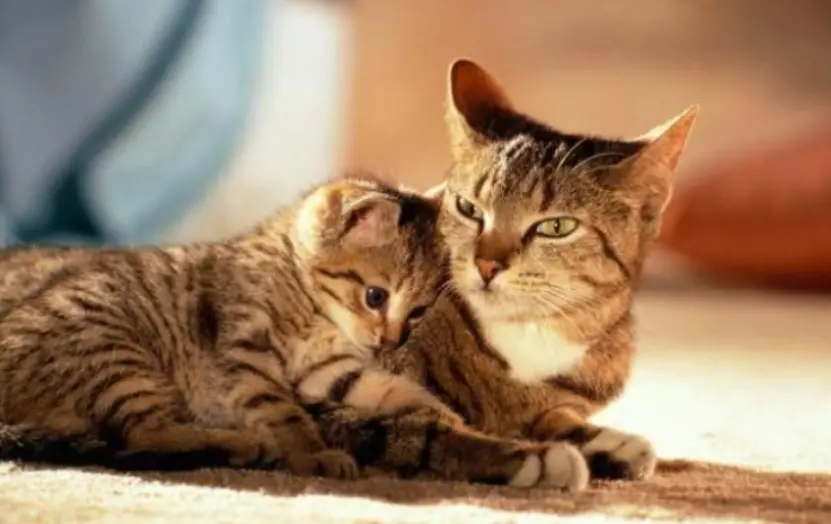 为什么猫妈妈会“咬死”自己的猫崽，是因为不认它了？