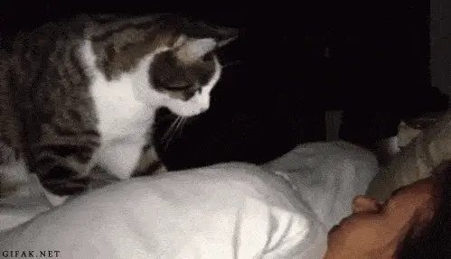 猫咪为什么要早上喊主人起床？原因无非是这几个