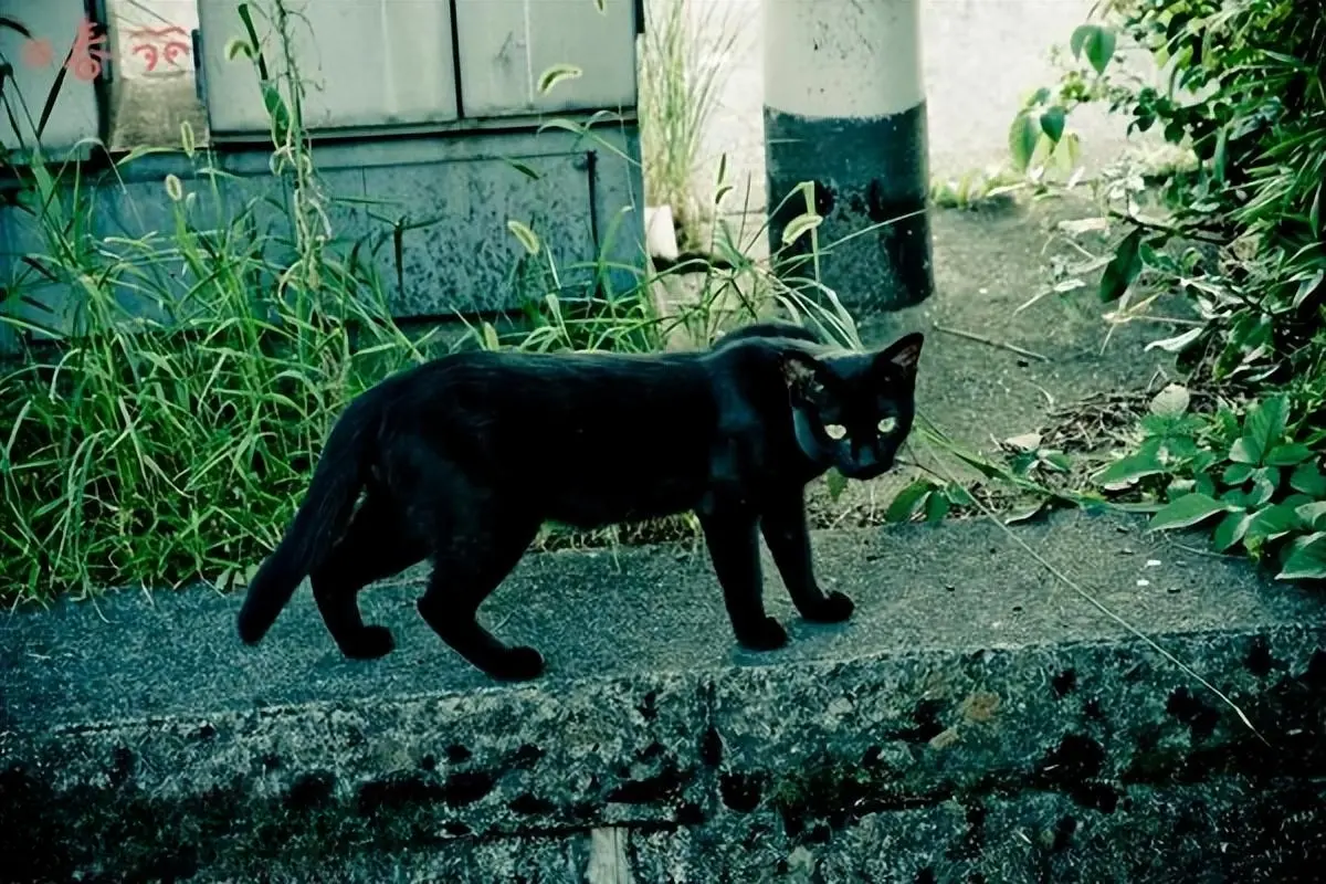 养猫，为什么别养“黑猫”？大多数人不会选择黑色的猫