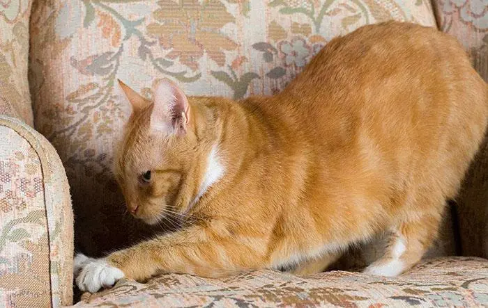 猫咪交配的知识，交配中可以把它们分开吗？