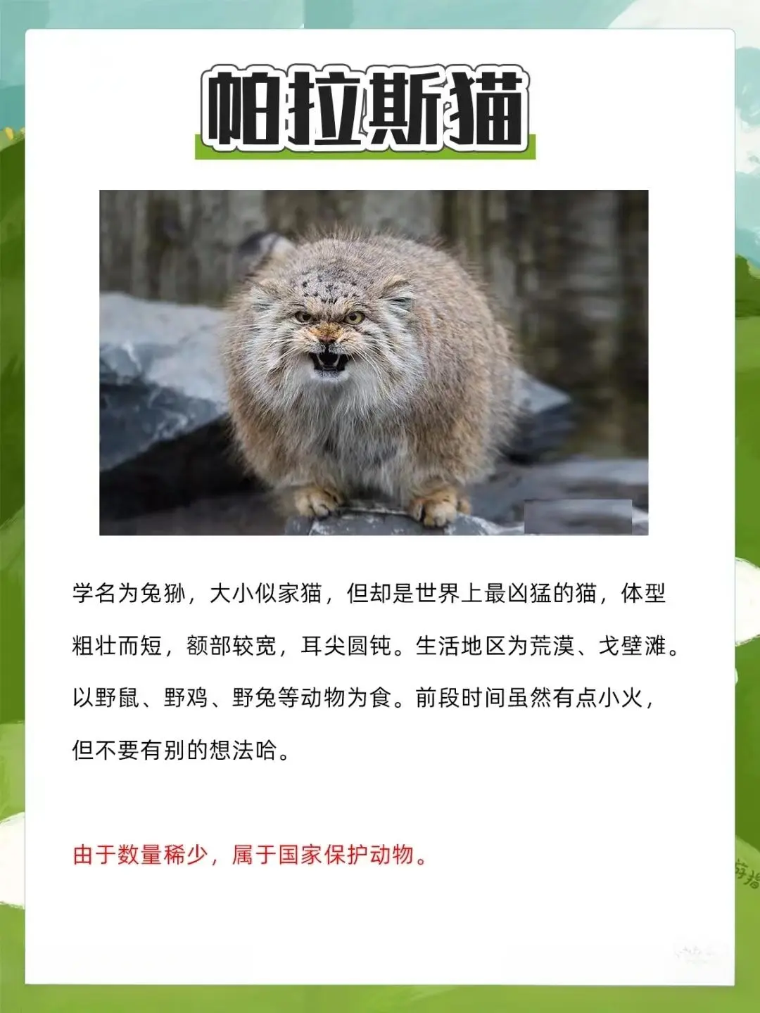 8大禁止养的猫！你们知道几个？