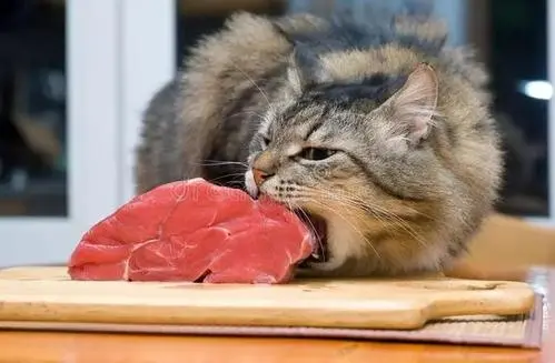猫咪吃什么能增肥？这几种食物效果肉眼可见
