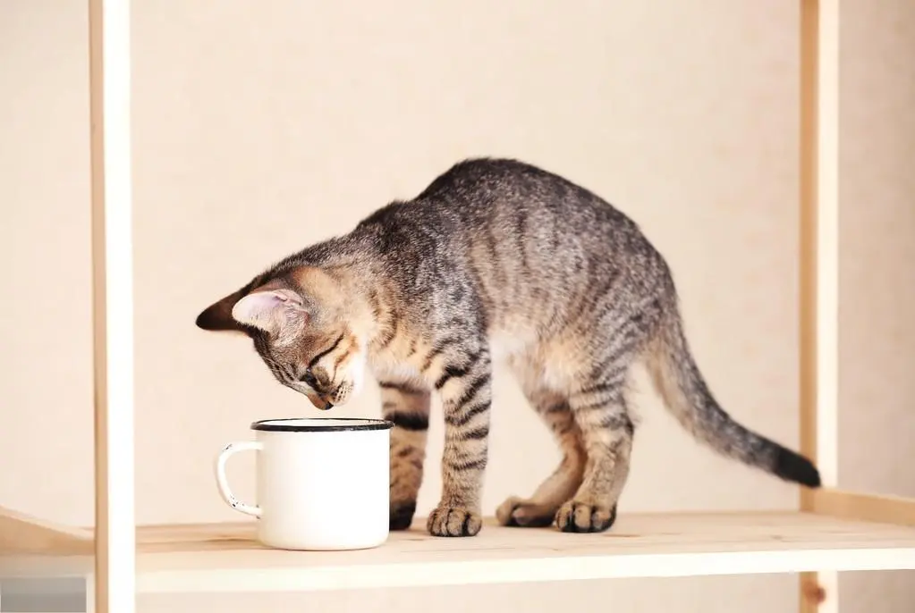 大揭秘：为何猫咪喜欢偷喝主人杯子的水？答案来了