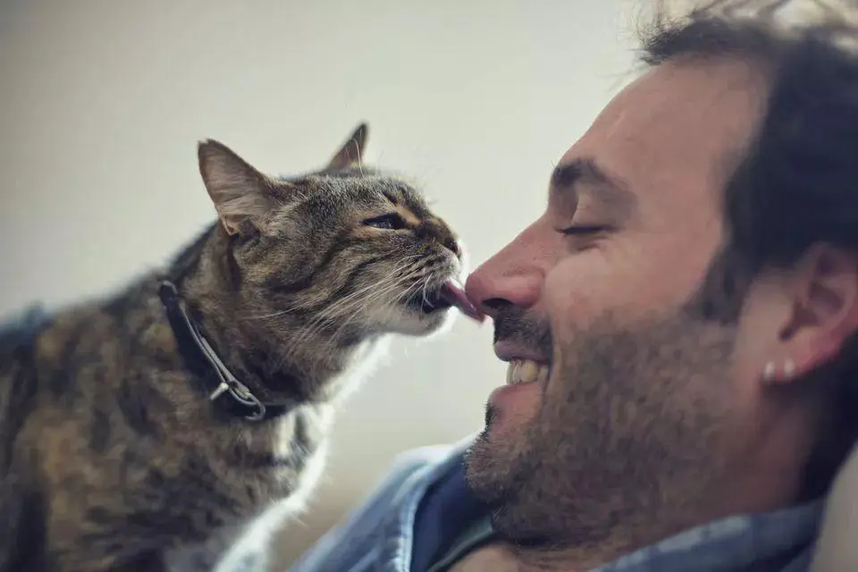 猫咪“舔人”卫生吗？原来它舔你，是想告诉你些事