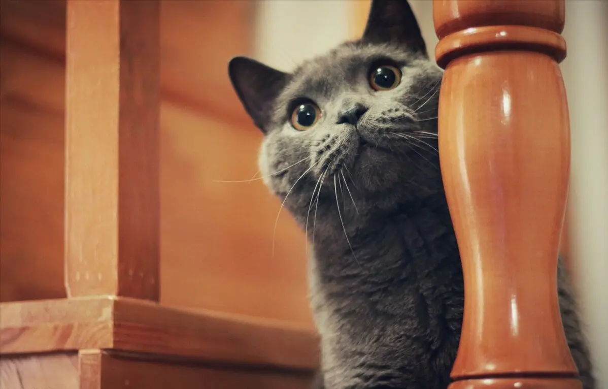 目前五种最“受欢迎”的猫咪盘点，你家主子在里面吗？