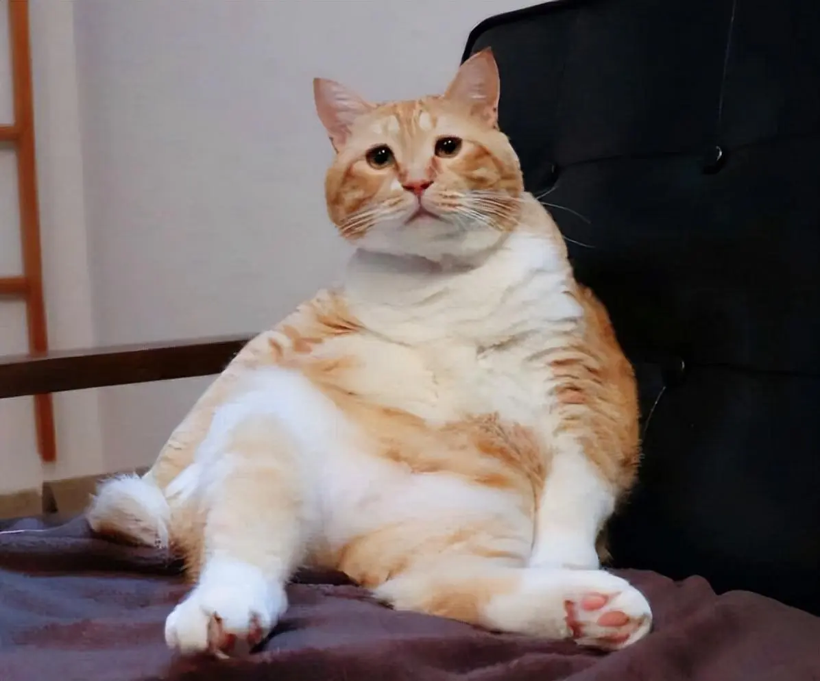 猫咪肥胖怎么减肥？过于肥胖会出现很多疾病！