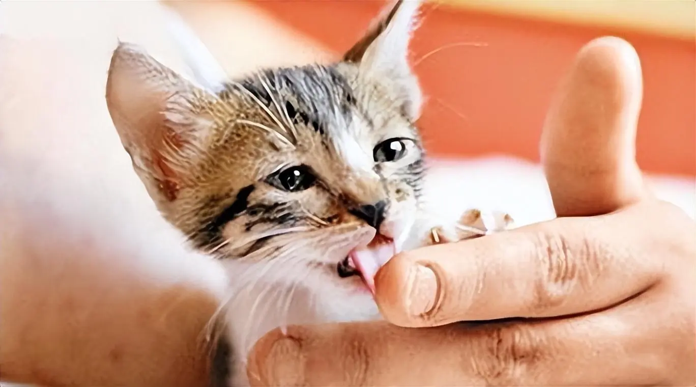 猫咪“舔人”卫生吗？原来它舔你，是想告诉你些事