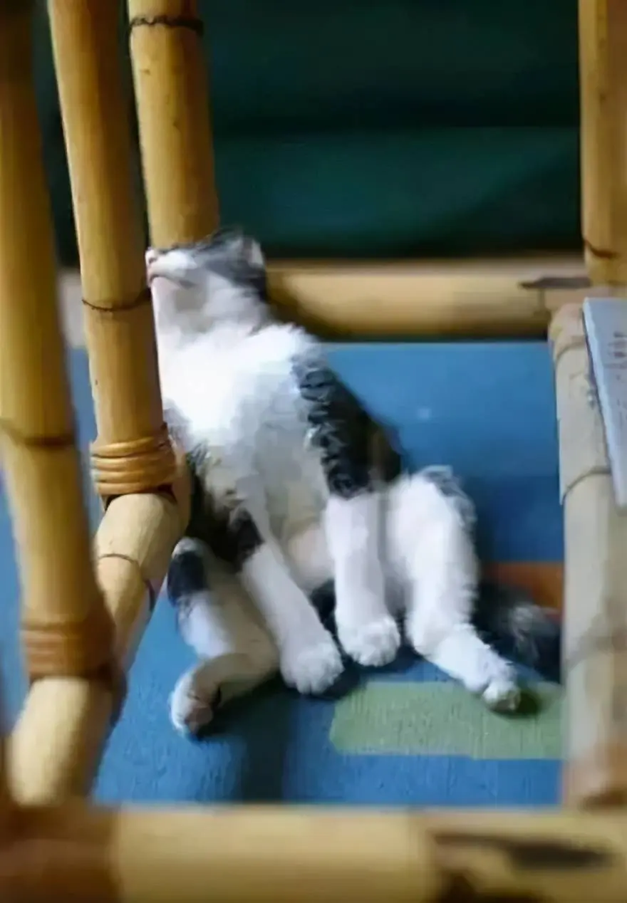 大型猫咪睡姿鉴赏现场：睡在杯子里上，挂在窗台上，就不能睡出点猫样吗
