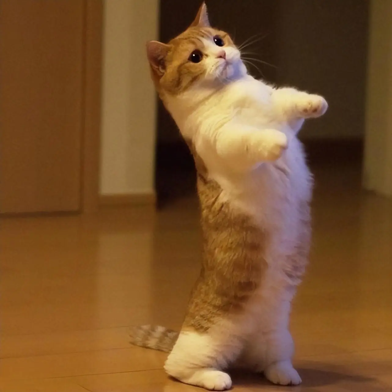 为啥曼赤肯猫越来越受欢迎？不少网友都表示，养了才知道“真香”