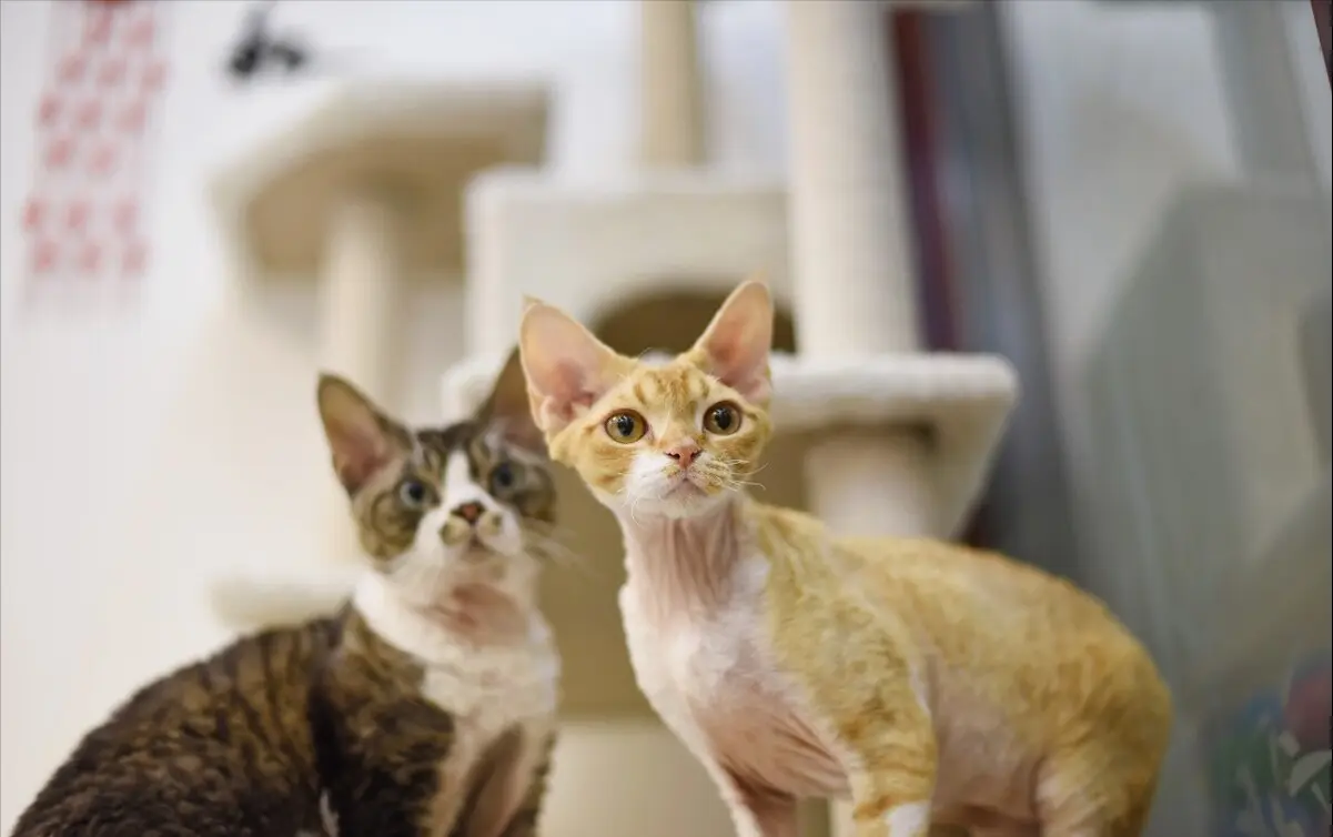 目前五种最“受欢迎”的猫咪盘点，你家主子在里面吗？