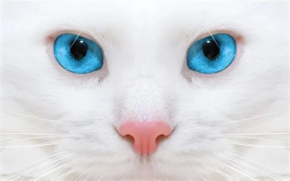 猫咪的“眼睛”藏着特别的秘密，能看见人们看不见的东西