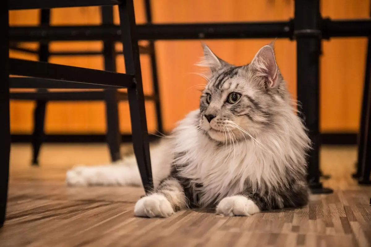 猫咪寿命排行榜：这8种猫都是“长寿喵”，你家猫咪上榜了吗？