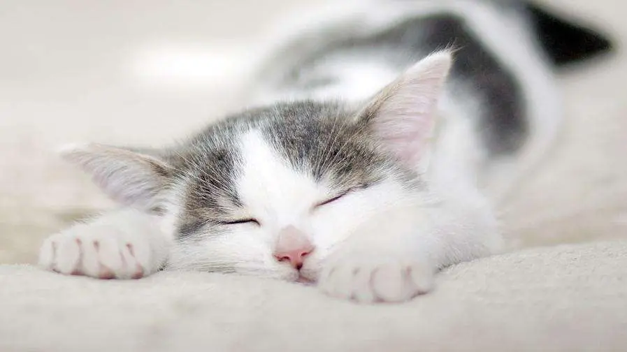 猫咪6个不同睡姿，代表不同情绪，你觉得表现出来的情绪一致吗？