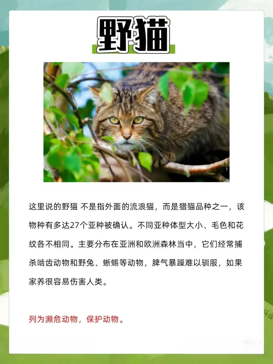 8大禁止养的猫！你们知道几个？