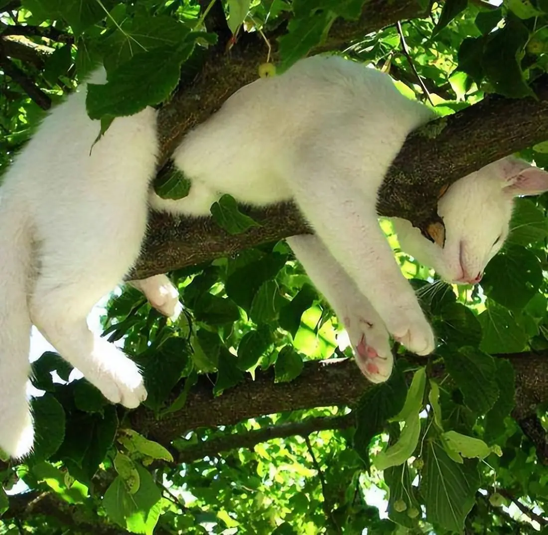 猫咪睡姿大赏：什么睡姿就代表什么心情，你家猫睡姿是哪种？
