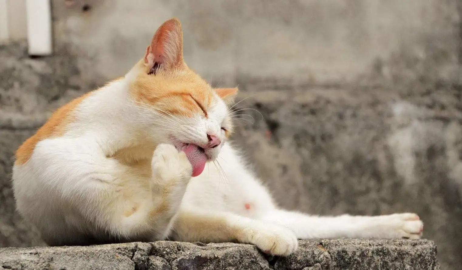 猫咪睡前有这5种举动，其实是在跟你说“晚安”~